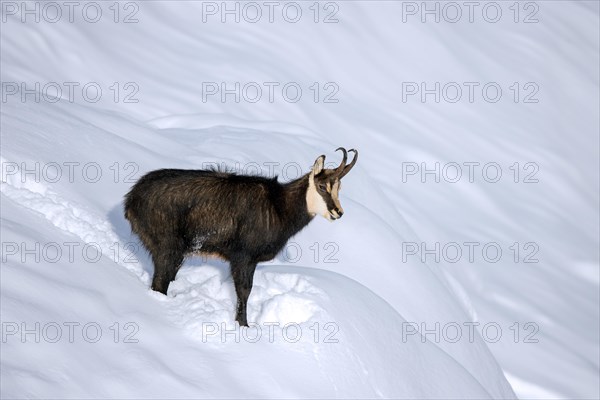 Alpine chamois (Rupicapra rupicapra) solitary male in dark winter coat foraging on mountain slope in the snow in the European Alps