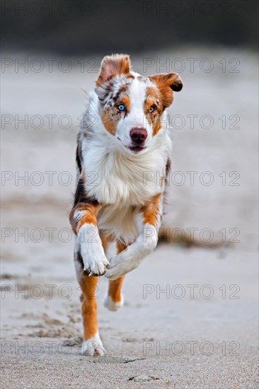 Australian Shepherd, Aussie, breed of herding dog from the United States, running on sandy beach