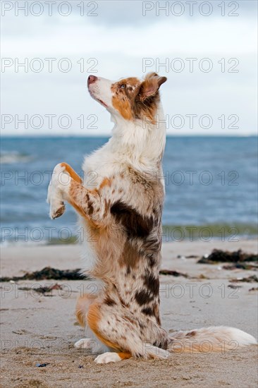 Australian Shepherd, Aussie, breed of herding dog from the United States, sitting upright on sandy beach
