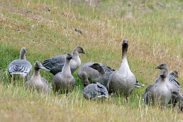 Pink-footed geese (Anser brachyrhynchus), flock with adults and juveniles foraging in grassland in summer, Svalbard, Spitsbergen
