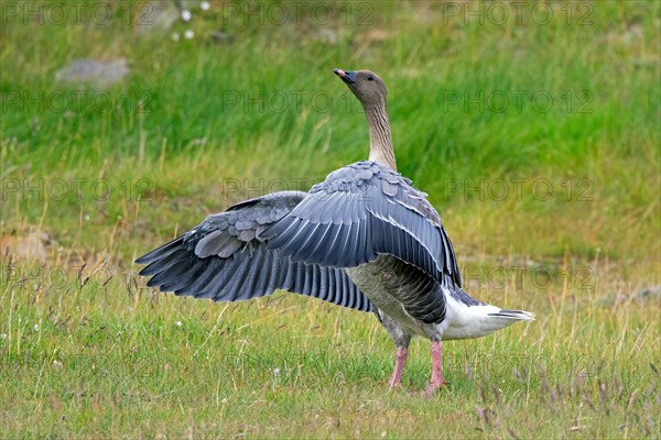 Pink-footed goose (Anser brachyrhynchus) flapping wings on the tundra in summer, Svalbard, Spitsbergen