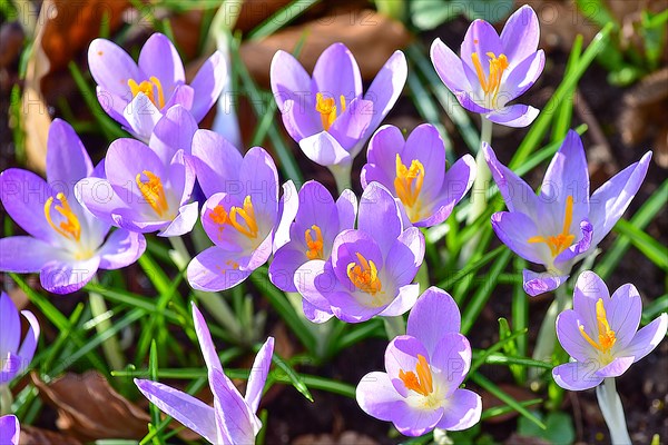 Purple crocuses (Crocus) in bloom in a park in Bavaria, Germany, Europe