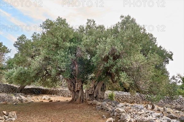 The oldest olive tree in the Lun olive grove, estimated to be between 1, 600 and 2, 000 years old, Vrtovi Lunjskih Maslina, wild olive (Olea Oleaster linea), olive grove with centuries-old wild olive trees, nature reserve, Lun, island of Pag, Croatia, Europe