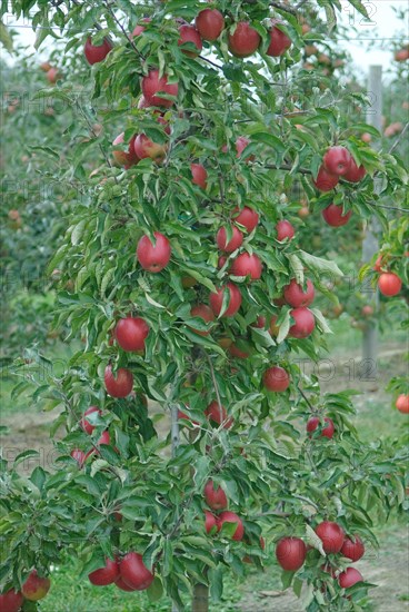 Winter apple (Malus domestica 'Pivita'), Bundessorteamt, Wurzen testing centre, Wurzen, 81