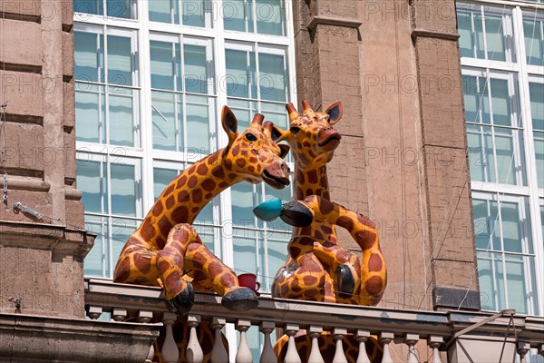 Two giraffes on the balcony of the Helsinki Natural History Museum, Scandinavia