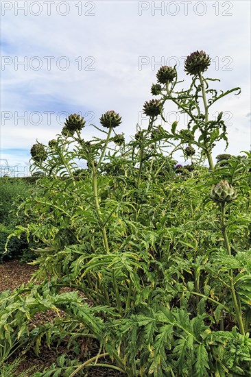 Artichoke (Cynara cardunculus), vegetable plant, vegetable garden in Down House Garden, Downe, Kent, England, Great Britain