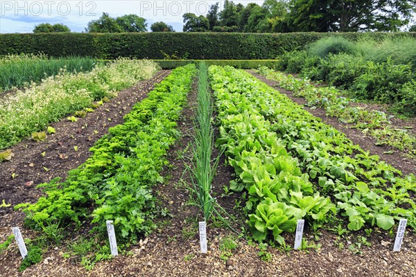 Down House Garden, vegetable garden at the home of the British naturalist Charles Darwin, Downe, Kent, England, Great Britain