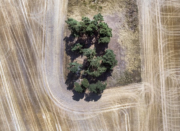 Tractor tracks in a field. Heat and drought have led to poor harvests, Thale, 28.07.2018