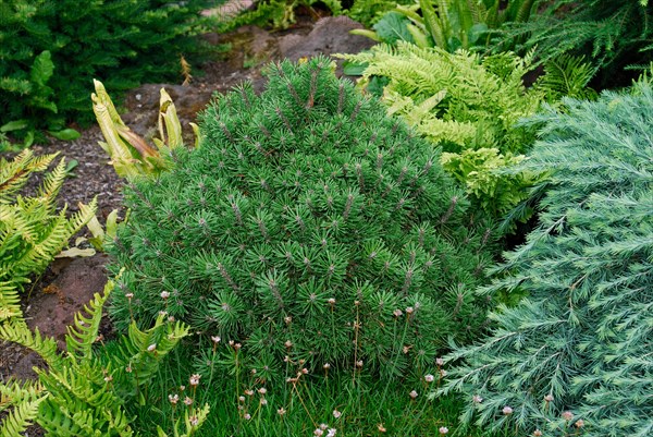 Pinus mugo 'Pug'