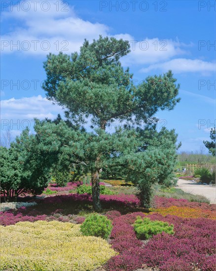 Common pine (Pinus sylvestris Glauca), Bad Zwischenahn
