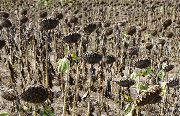 Dried sunflowers in a field in Schoenwald in Brandenburg, 16/08/2018