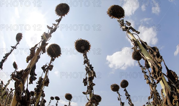 Dried sunflowers in a field in Schoenwald in Brandenburg, 16/08/2018