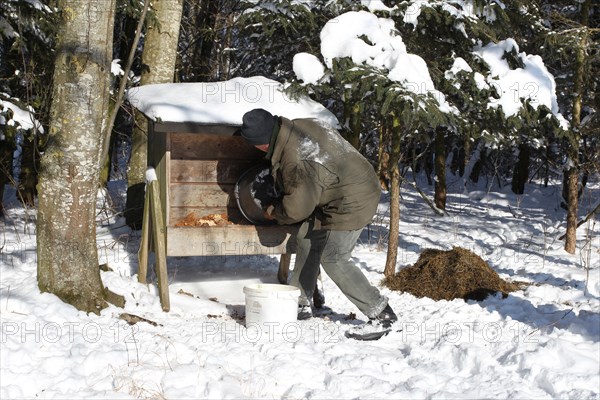 Hunter in the snow stocking winter feeding for european roe deer (Capreolus capreolus) Allgaeu, Bavaria, Germany, Europe