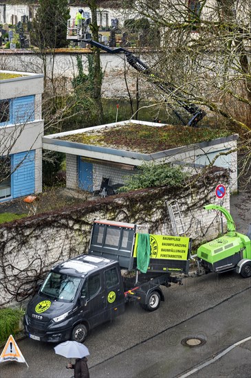 Tree care with working platform, Kempten, Allgaeu, Bavaria, Germany, Europe