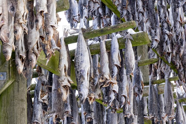 Lofoten, Norway. Solvaer, Nordland province. Stockfish, air-drying on open-air racks, Svolvaer, Nordland, Lofotoen, Norway, Europe