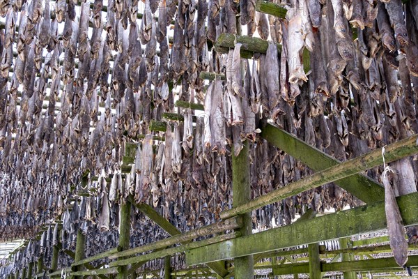 Lofoten, Norway. Solvaer, Nordland province. Stockfish, air-drying on open-air racks, Svolvaer, Nordland, Lofotoen, Norway, Europe