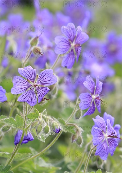 Cranesbill (Geranium), purple, North Rhine-Westphalia, Germany, Europe