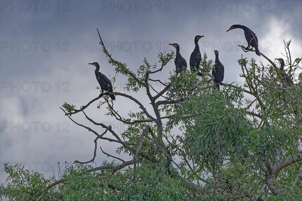 Cormorant colony on a bush in Lacul Isaccel in the UNESCO Danube Delta Biosphere Reserve. Munghiol, Tulcea, Romania, Europe