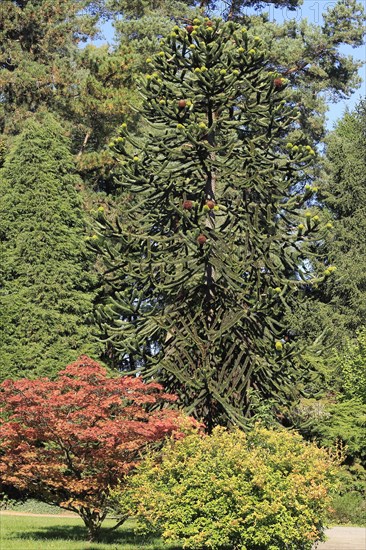 Monkey tail tree (Araucaria) North Rhine-Westphalia, Germany, Europe