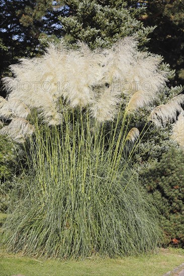 Pampas grass (Cordaderia), North Rhine-Westphalia, Germany, Europe