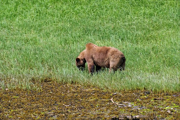 Elongated fjord with wooded shores and meadows, grizzly eating grass, Khutzeymateen Grizzly Bear, wilderness, British Columbia, Canada, North America
