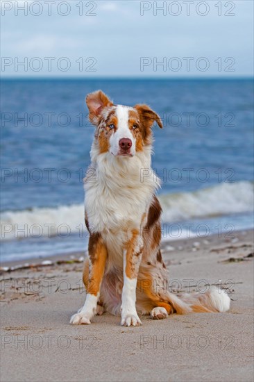 Australian Shepherd, Aussie, breed of herding dog from the United States sitting on sandy beach