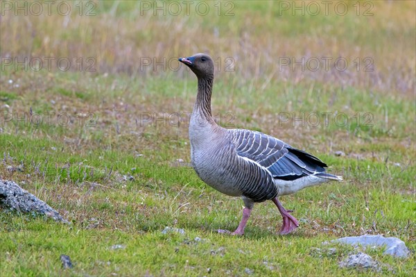 Pink-footed goose (Anser brachyrhynchus) foraging on the tundra in summer, Svalbard, Spitsbergen