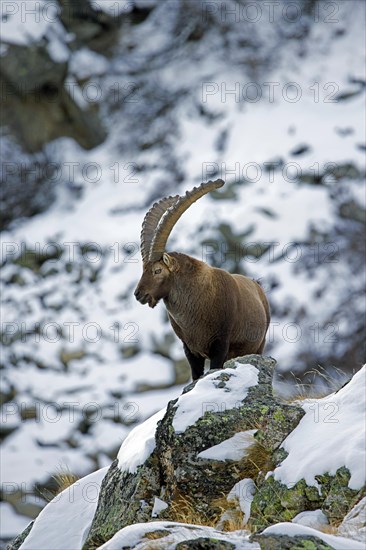 Alpine ibex (Capra ibex) male with large horns in rocky mountain gully covered in snow in winter in the European Alps