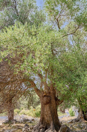 Old, gnarled olive tree in the olive grove of Lun, Vrtovi Lunjskih Maslina, wild olive (Olea Oleaster linea), olive orchard with centuries-old wild olive trees, nature reserve, Lun, island of Pag, Croatia, Europe