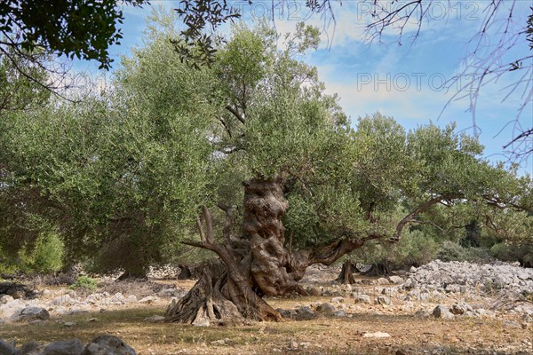 Old, gnarled olive tree in the olive grove of Lun, Vrtovi Lunjskih Maslina, wild olive (Olea Oleaster linea), olive orchard with centuries-old wild olive trees, nature reserve, Lun, island of Pag, Croatia, Europe