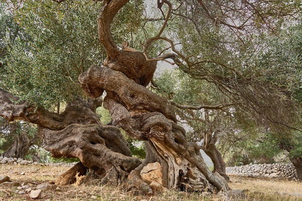 Old, gnarled olive trees in the olive grove of Lun, Vrtovi Lunjskih Maslina, Wild olive (Olea Oleaster linea), olive grove with centuries-old wild olive trees, nature reserve, Lun, island of Pag, Croatia, Europe