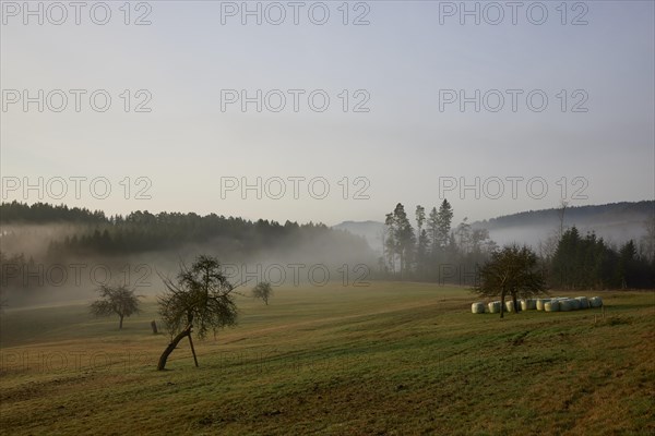 Landscape in the Black Forest in foggy weather with meadow, wintry trees, hills and forest near Hofstetten, Ortenaukreis, Baden-Wuerttemberg, Germany, Europe