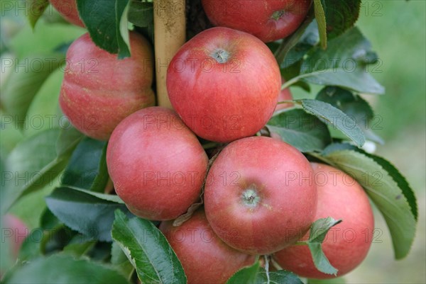 Apple (Malus domestica 'Delcoti'), Bundessorteamt, testing centre Wurzen, Wurzen, 81