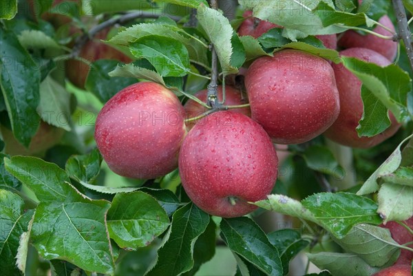 Apple (Malus domestica 'Elshof'), Bundessorteamt, testing centre Wurzen, Wurzen, 81