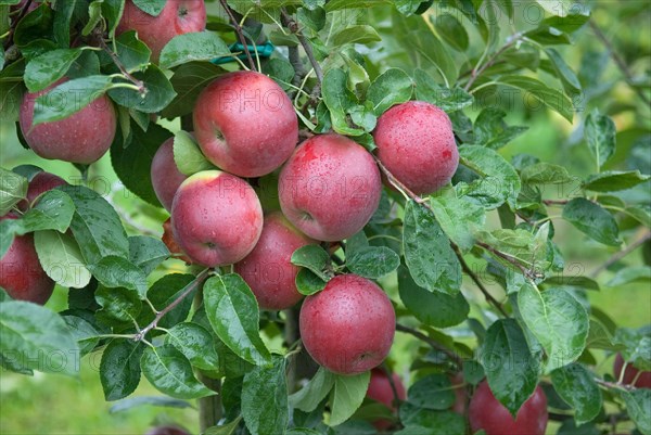 Apple (Malus domestica 'Enterprise'), Bundessorteamt, testing centre Wurzen, Wurzen, 81