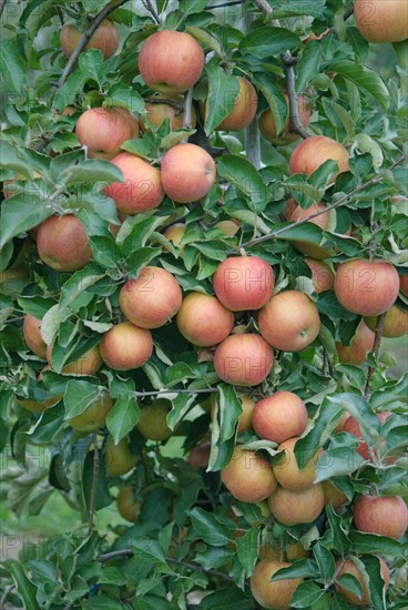 Apple (Malus domestica 'Rubinstar'), Bundessorteamt, testing centre Wurzen, Wurzen, 81