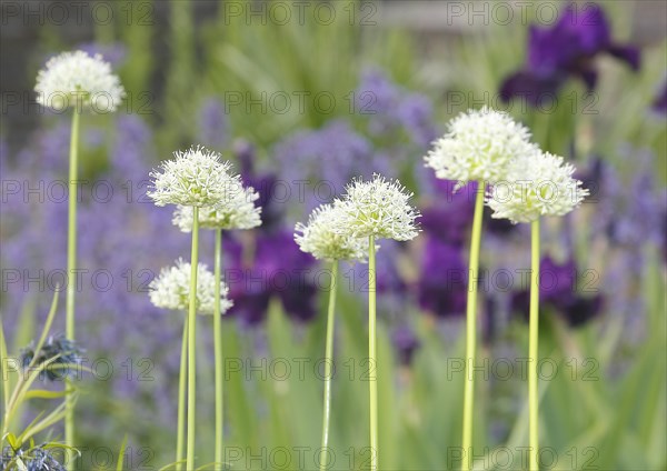 White ornamental leek (Allium), inflorescence, North Rhine-Westphalia, Germany, Europe