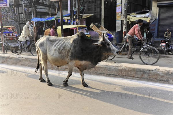 Cow calmly walking along a road next to cyclists and motorised vehicles, Varanasi, Uttar Pradesh, India, Asia