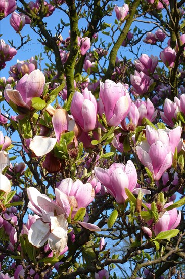 Pink pink pink pink flowers of chinese magnolia (Magnolia x soulangeana) cross of Chinese Yulan magnolia (Magnolia denudata) and mulan magnolia (Magnolia liliiflora) early flowering ornamental shrub deciduous, Germany, Europe