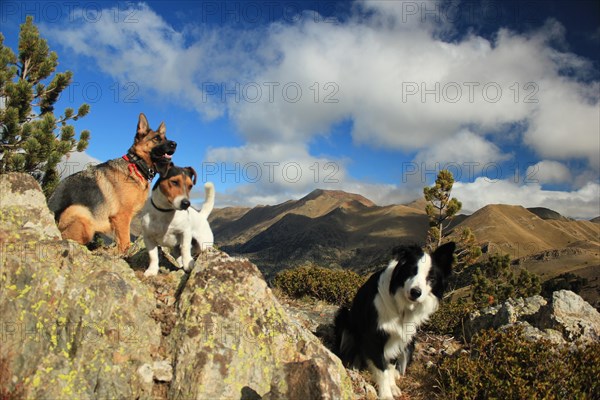 Three dogs atop a rocky outcrop with a background of mountains, blue sky, and clouds, Amazing Dogs in the Nature