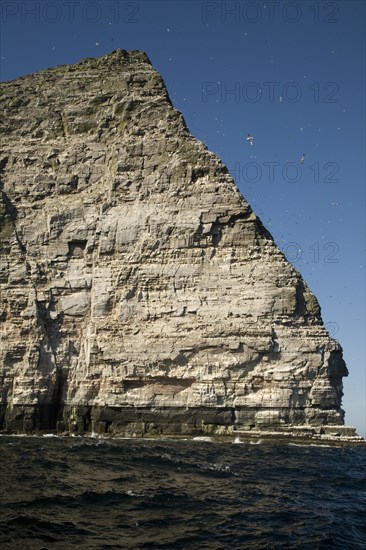 Noup of Noss gannet colony cliffs, Noss, Shetland Islands, Scotland, United Kingdom, Europe