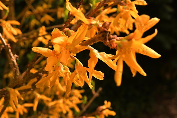 Iserlohn. Thanks to the climate change, early spring has come earlier than usual. The flowering plants in the front gardens are already showing their splendour. Thanks to climate change, early spring is coming earlier than usual this year