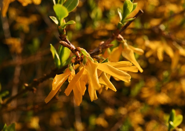 Iserlohn. Thanks to the climate change, early spring has come earlier than usual. The flowering plants in the front gardens are already showing their splendour. Thanks to climate change, early spring is coming earlier than usual this year