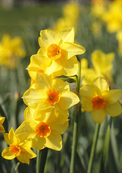 Yellow-orange daffodils (Narcissus), North Rhine-Westphalia, Germany, Europe