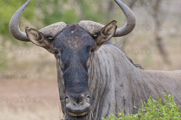 Blue wildebeest (Connochaetes taurinus), adult gnu feeding on dry grass, animal portrait, close-up of the head, Kruger National Park, South Africa, Africa