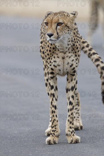 Cheetah (Acinonyx jubatus), adult, standing on the tarred road, alert, early in the morning, animal portrait, Kruger National Park, South Africa, Africa
