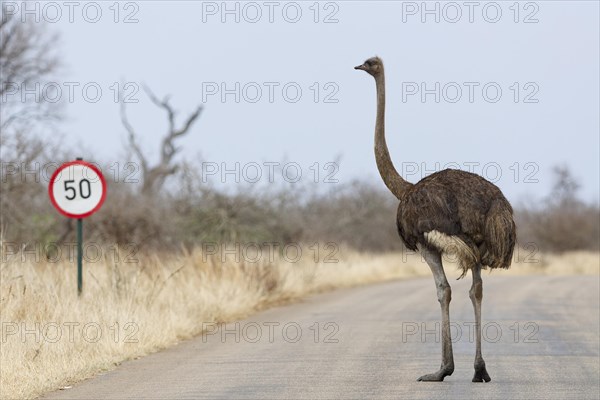 South African ostrich (Struthio camelus australis), adult female standing on the tarred road, next to a speed limit traffic sign, Kruger National Park, South Africa, Africa