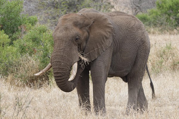 African bush elephant (Loxodonta africana), adult male feeding on dry grass, Kruger National Park, South Africa, Africa