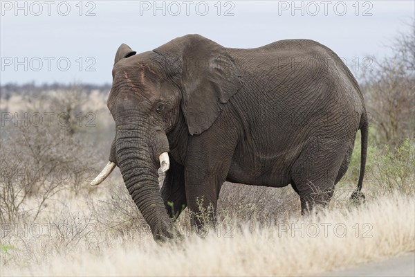 African bush elephant (Loxodonta africana), adult male standing next to the tarred road, feeding on bushes, Kruger National Park, South Africa, Africa