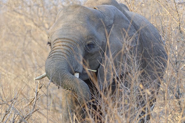 African bush elephant (Loxodonta africana), elephant calf feeding on twigs, in the morning light, Kruger National Park, South Africa, Africa